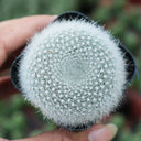 Parodia haselbergii, 3-4cm