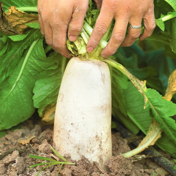 'Nanpanzhou' Radish Seeds, 20g