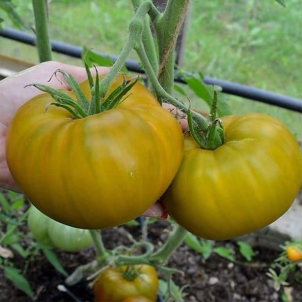 650 Malachite Tomato, 5 Seeds