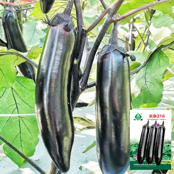 'Changza 216' Eggplant Seeds, 10g