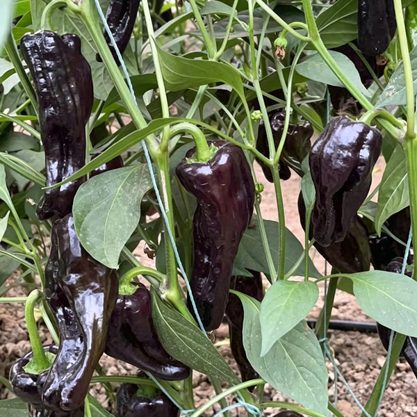 Perilla Pepper, 100 Seeds