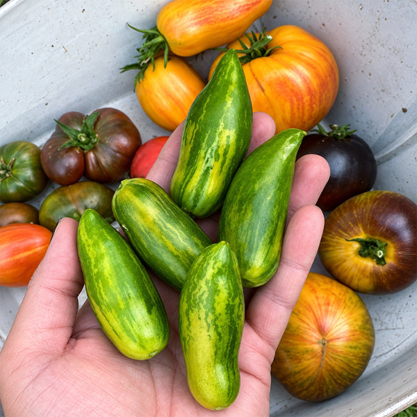 473 Favorie de Bretagne Tomato, 5 Seeds