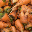 U2225 Oxheart Carrot, 50~100 Seeds