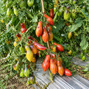 147 Dwarf Antho Pink Panther Tomato, 5 Seeds