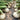 White Bulb Onion Seeds, 10 Grams = 2500~ 3000 Seeds