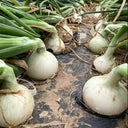 White Bulb Onion Seeds, 10 Grams = 2500~ 3000 Seeds