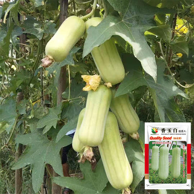 Luffa