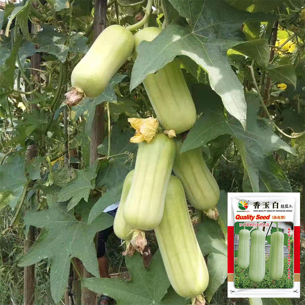 'Xiangyubai' Luffa Seeds, 10g