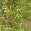 Chinese Arborvitae (Platycladus orientalis), 100 Seeds
