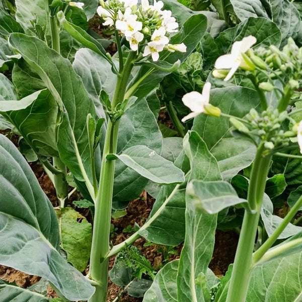 MeiBao Chinese Kale Seeds, 10g