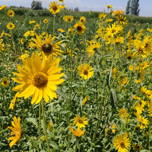 Maximilian Prairie Sunflower, 200 Seeds