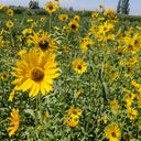 Maximilian Prairie Sunflower, 200 Seeds