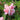 Pink Garden Balsam Double Flower Seeds, 100 Seeds
