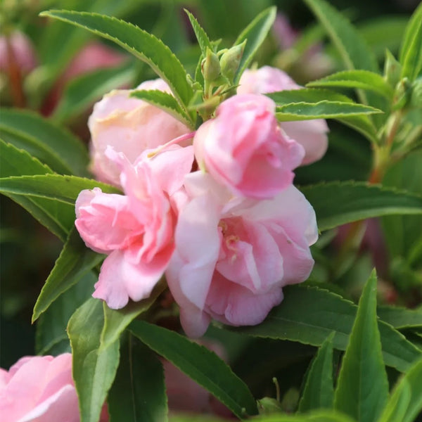 Pink Garden Balsam Double Flower Seeds, 100 Seeds