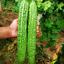 Green Dragon Bitter Melon Seeds, 5g