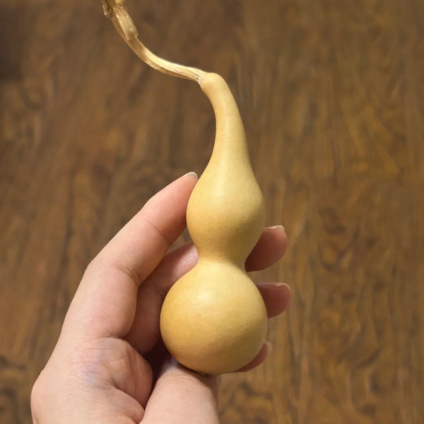 Twisted-Handle Ornamental Gourd, 10 Seeds