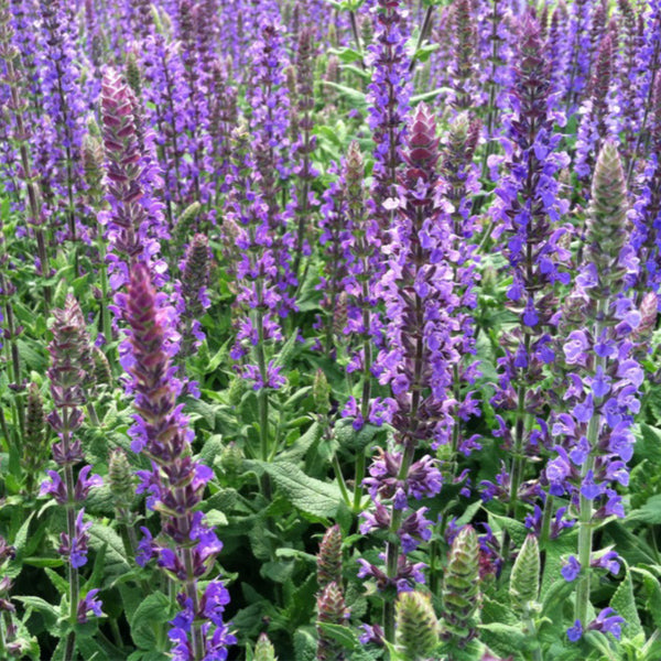 Hezhichun Blue Sage, 50 Seeds