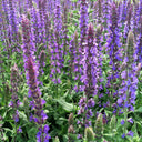 Hezhichun Blue Sage, 50 Seeds