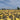 Seed-used Zucchini, 15 Seeds