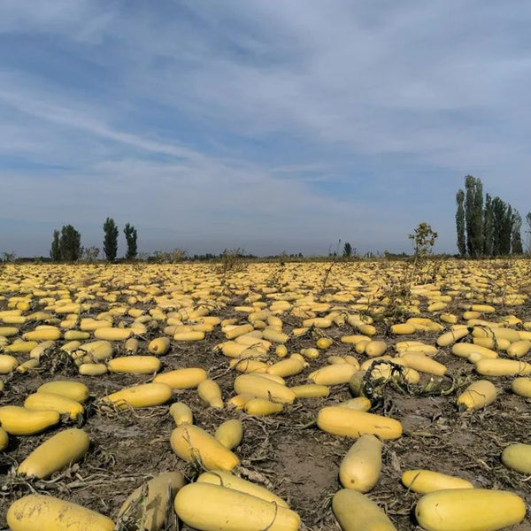 Seed-used Zucchini, 15 Seeds