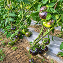 244 Elena's Amethyst Heart Tomato, 5 Seeds