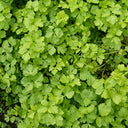 White Bone Yellow Heart Celery Seeds, 5g