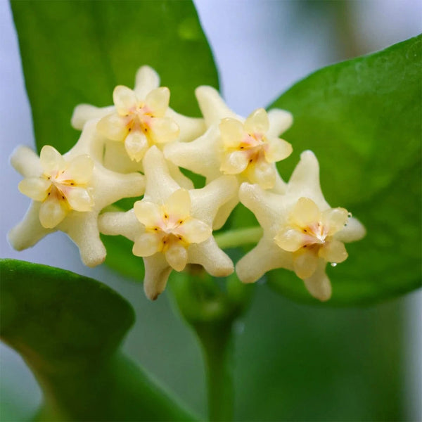 Hoya pandurata Silver, 5 Cuttings
