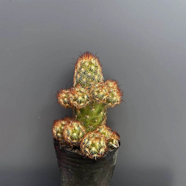 Mammillaria elongata, 5-8cm