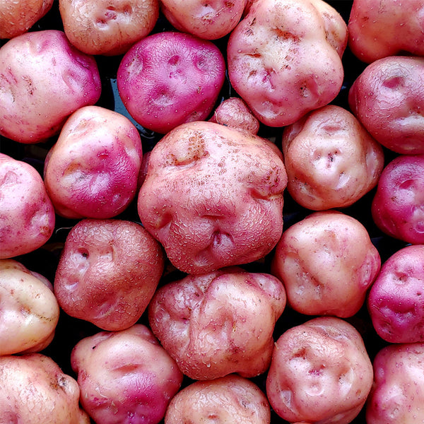 True Potato Seeds (TPS), Yum Llum, 4 Seeds