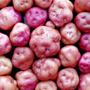 True Potato Seeds (TPS), Yum Llum, 4 Seeds