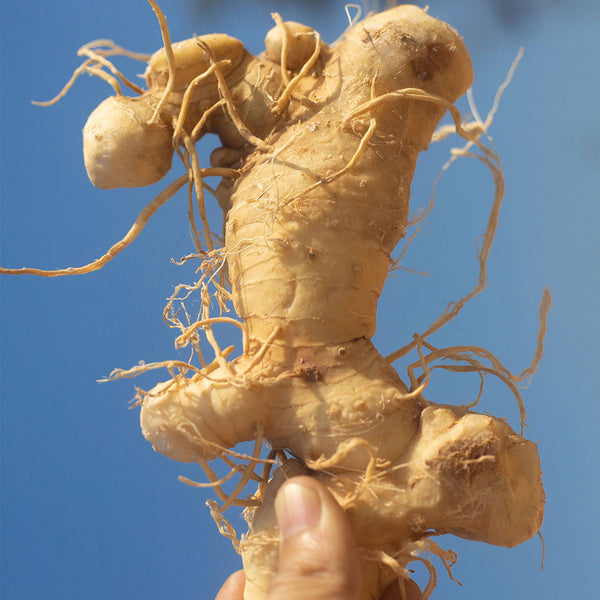 Huangjing Seeds, 100 Seeds