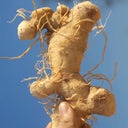 Huangjing Seeds, 100 Seeds