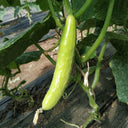 Crispy Jade Fruit Cucumber, 5 Seeds