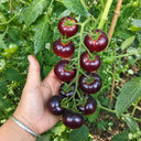 398 Glossy Rose Blue Tomato, 5 Seeds