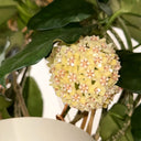 Hoya latifolia, 2 Cuttings