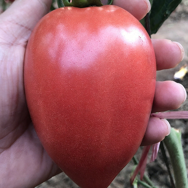 Super Sweet Mango Honey Tomato, 10 Seeds