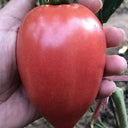 Super Sweet Mango Honey Tomato, 10 Seeds