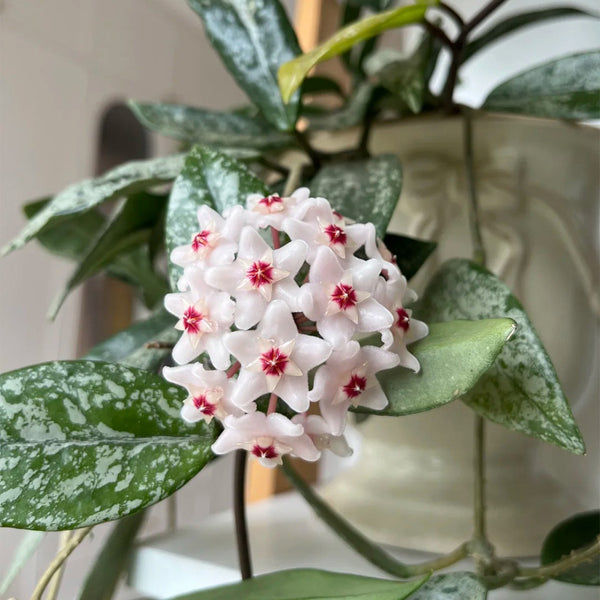 Hoya WG-073, 5 Cuttings