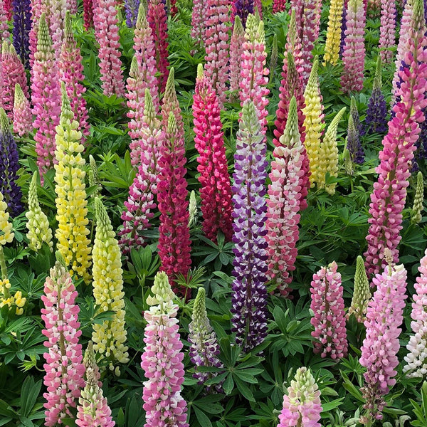 Mixed Color Lupin, 100 Seeds