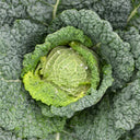 Savoy Cabbage Seeds, 20 Seeds