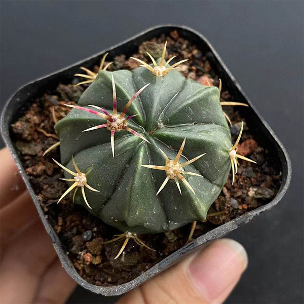 Ferocactus macrodiscus, 3-4cm