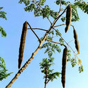 Moringa tree Seeds, 50 Seeds