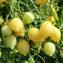 Crazy Barry Cherry Tomato, 20 Seeds