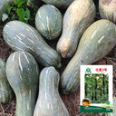 Beimi No.3 Pumpkin Seeds, 50 Seeds