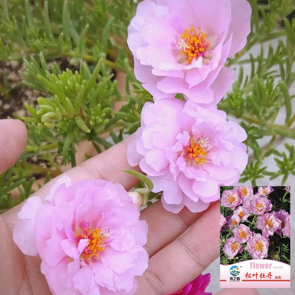 Hezhichun Pink Moss-Rose Purslane Seeds, 1g