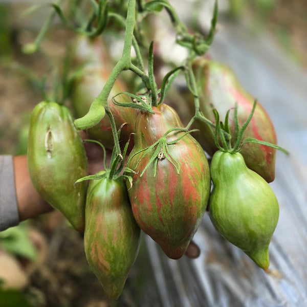 937 Black Tulip Tomato, 5 Seeds