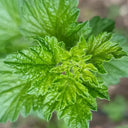 Green Gooseberry, 10 Seeds