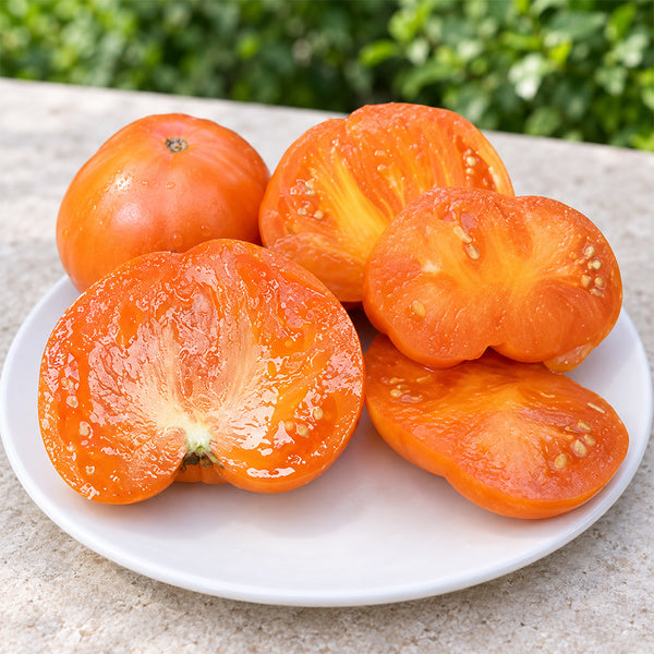 417 Golden Cat Tomato, 5 Seeds