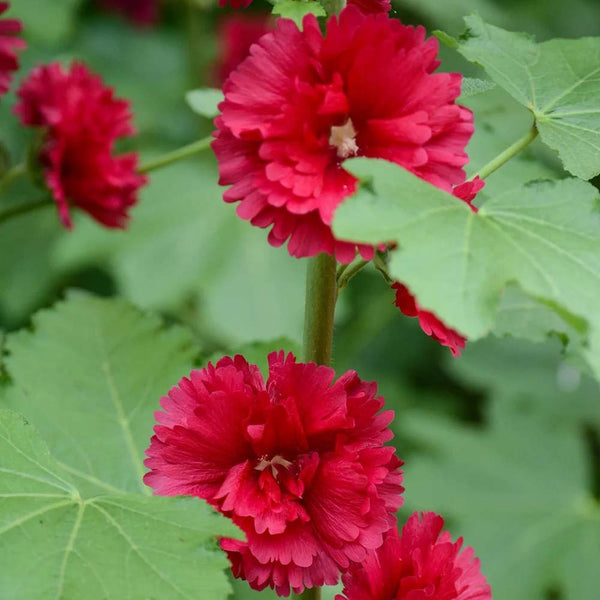 W964 Tall Double Red Hollyhock, 10 Grams ≈ 500 Seeds