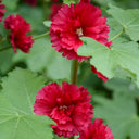 W964 Tall Double Red Hollyhock, 10 Grams ≈ 500 Seeds